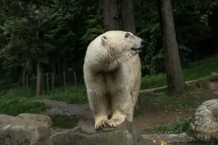 Češke možnosti prevoza po avtocesti